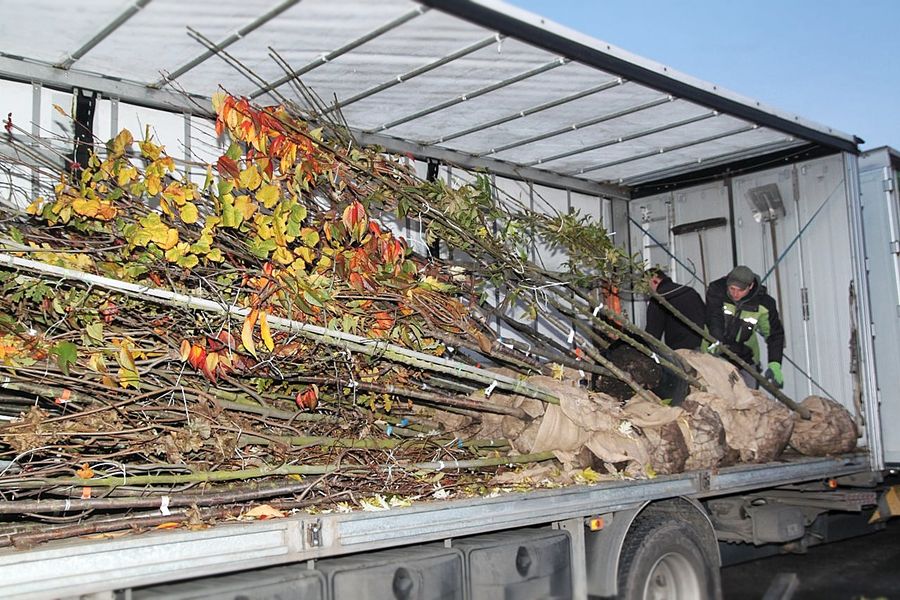 Téměř dvě stovky stromů budou vysazeny v Klatovech a blízkém okolí