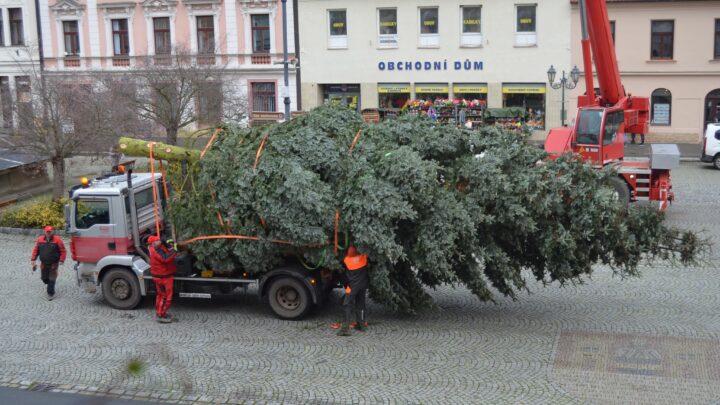 Rokycany ozdobí vánoční stromy z Mirošova a z Borku