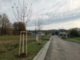 Nová zeleň v Blovicích, zdroj: Město Blovice