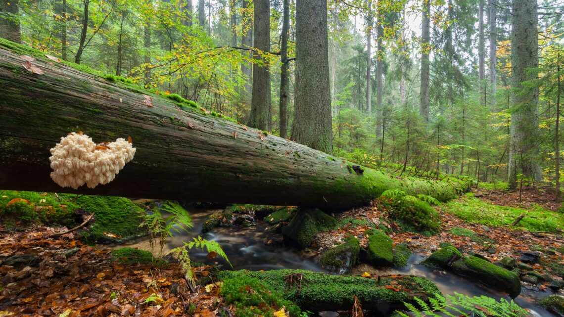 Národní parky Šumava a Bavorský les zpracovaly manuál, jak zlepšit druhovou pestrost středoevropských lesů