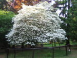 Kvetoucí dřín v NPP Americká zahrada u Chudenic, foto: Klára Švaříčková, CC BY-SA 3.0, https://commons.wikimedia.org/w/index.php?curid=29893338