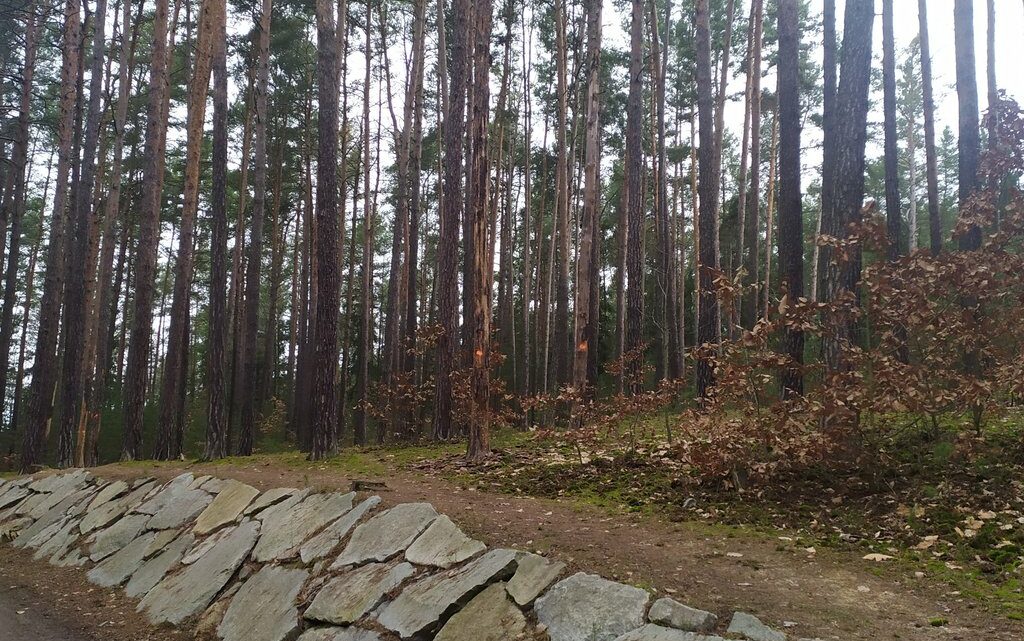 U Boleveckých rybníků se budou kácet uschlé stromy