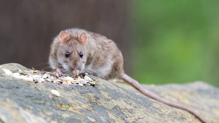Domažlice se zbavují krys a potkanů