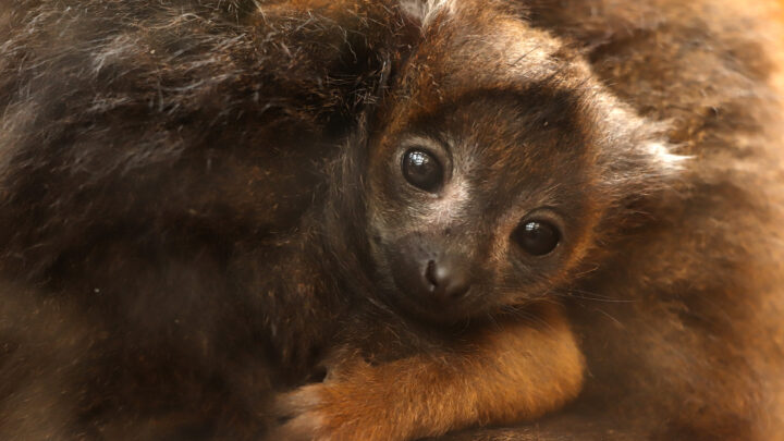 Babyboom v plzeňské ZOO: návštěvníci mohou vidět několik malých lemurů