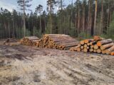 Rozmanipulované dřevo k prodeji, zdroj foto: město Plzeň