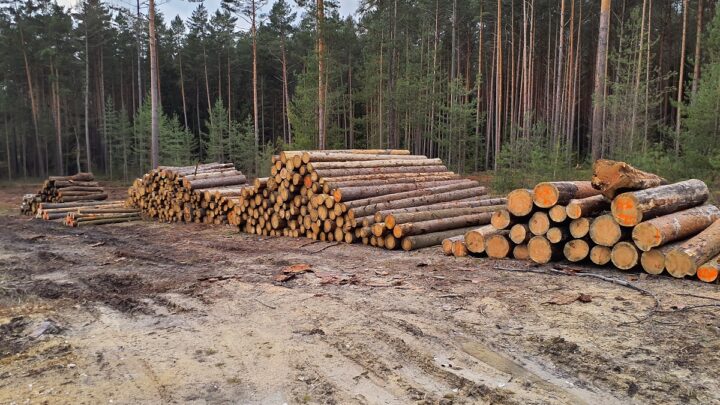 Město Plzeň prodává dřevo