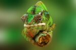 Chameleon, foto: Frank Winkler