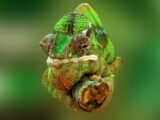 Chameleon, foto: Frank Winkler
