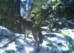 Vlk zachycený fotopastí, zdroj: Správa NP Šumava