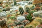 Kaktusy, ilustrační foto, zdroj foto: Pixabay