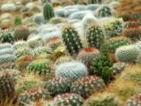 V rokycanské sokolovně budou píchat stovky druhů kaktusů