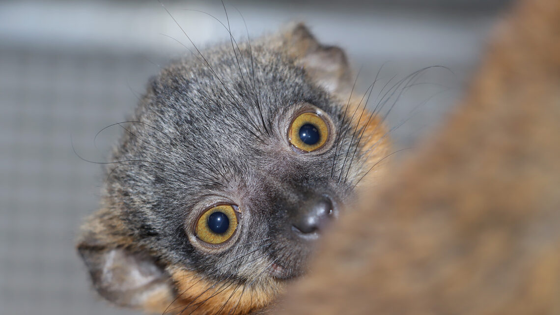 Malým lemurům se v Plzni daří