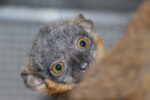 Lemur límcový, foto: Kateřina Misíková