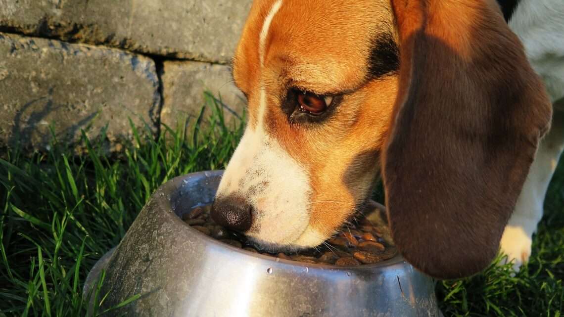Jak v létě správně krmit psa a na co si dát pozor?