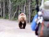 Setkání s medvědem, zdroj foto: Aspen