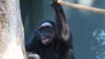 Šimpanz v plzeňské ZOO, foto: Kateřina Misíková