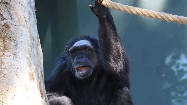 Šimpanzi v plzeňské ZOO mají zmodernizovanou expozici a brzy jich bude více