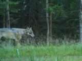 Vlk obecný, zdroj: Správa CHKO Brdy