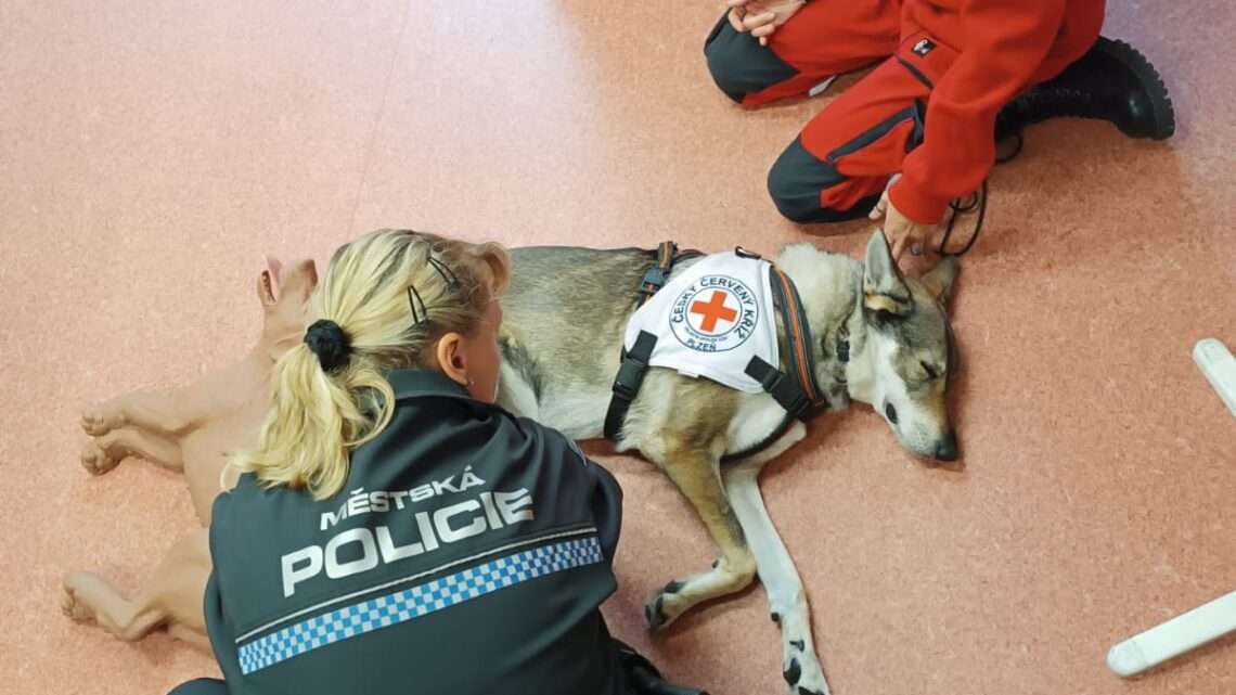 Plzeňští strážníci umí poskytnout první pomoc i psům