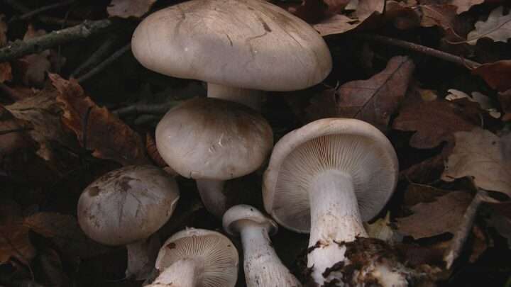 Šumavská houbička: Aromatická podzimní houba strmělka mlženka