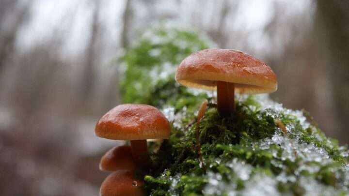Houbařský kvíz: Ani teď se nevrátíte z lesa s prázdnou. Znáte jedlé zimní houby?