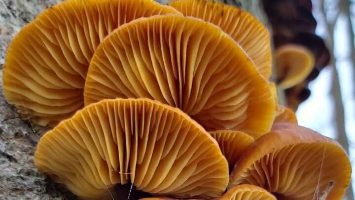 Šumavská Houbička: Penízovka sametonohá – výborná zimní houba