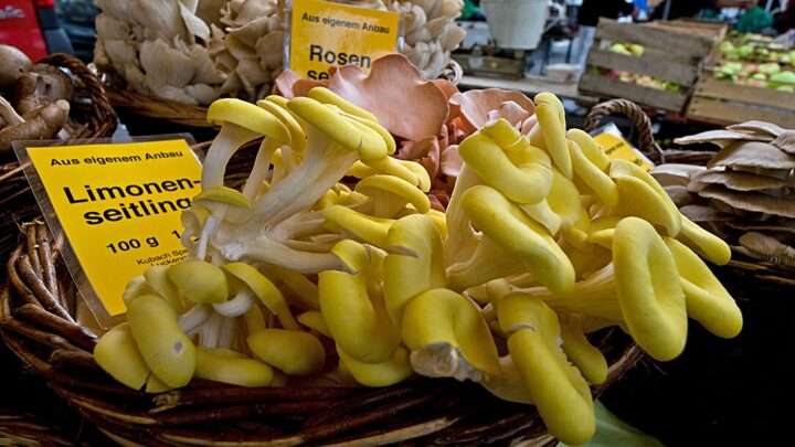 Šumavská houbička: Napínavé domácí pěstování hlívy citrónové