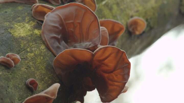 Šumavská houbička: TOP 7 zimních hub