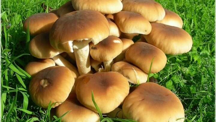 Šumavská houbička doma pěstuje vzácnou houbu polničku topolovou