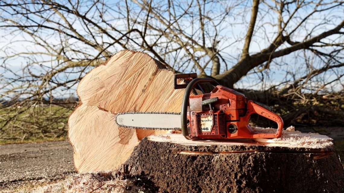 V lesích kolem Plzně se budou kácet poškozené stromy