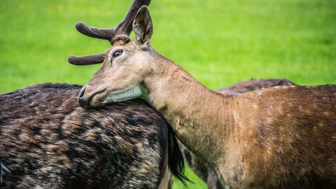 První lovecké lístky se rozdávaly na Rokycansku