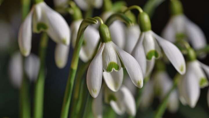 Kvíz pro každého, kdo se už těší na jaro: Poznáte časné jarní květiny?