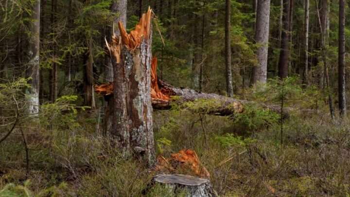 Cenné rašeliniště vysychá a místní vzácné borovice trápí zavlečený severoamerický lýkožrout