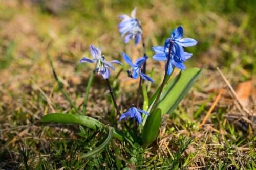 Jarní květy, zdroj foto: Pixabay