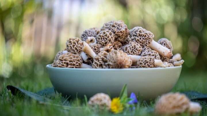 Šumavská houbička představila šest druhů jarních hub