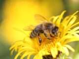 Včela medonosná, zdroj foto: Pixabay