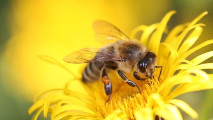 Kvíz: Co víte o včelách?