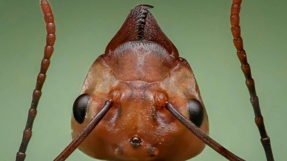 Kvíz: Co víte o mravencích?