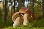 Poznáte naše houby? zdroj foto: Pixabay