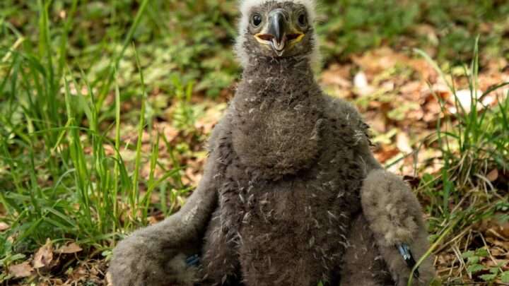 Po třech letech v Brdech zahnízdili vzácní orli