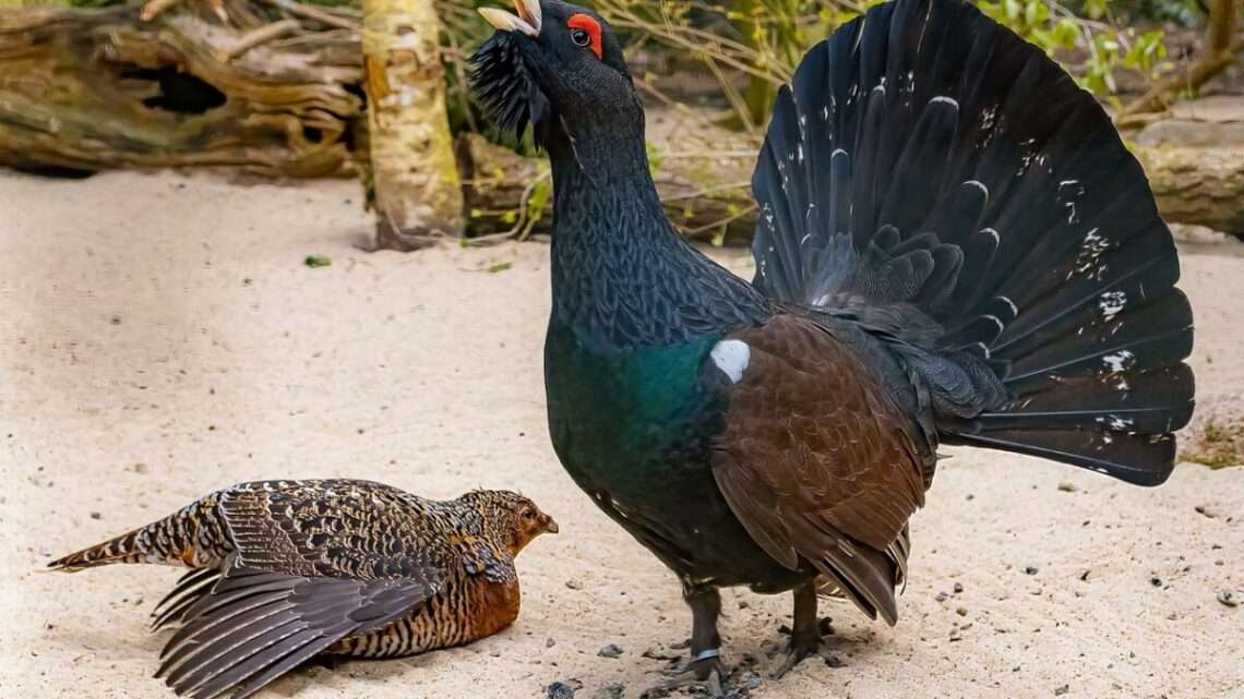 Skvělá zpráva ze Šumavy: Tetřevů přibývá