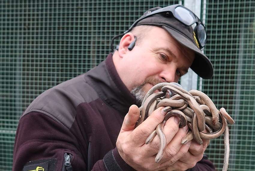 Klubko hadů? Kdepak, v Plzni se našlo klubko beznohých ještěrek