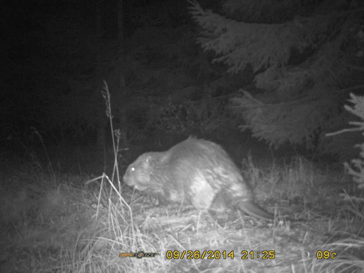 Bobr evropský - snímek z fotopasti, Všeruby 26. 9. 2014, zdroj foto: Spolek Ametyst