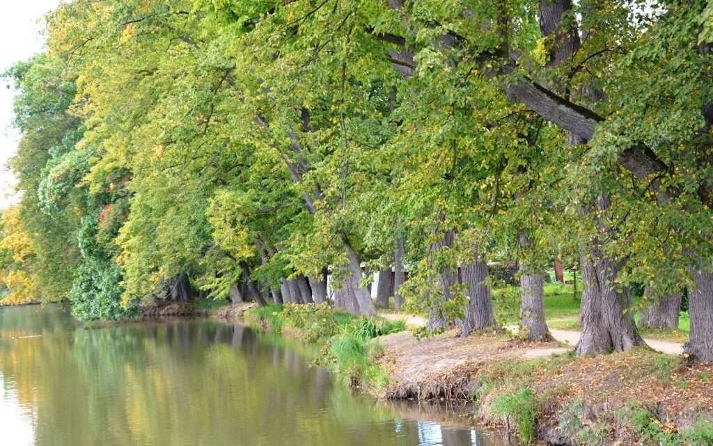 Projděte se prastarou Alejí vzdechů. Čeká na vás na severním Plzeňsku