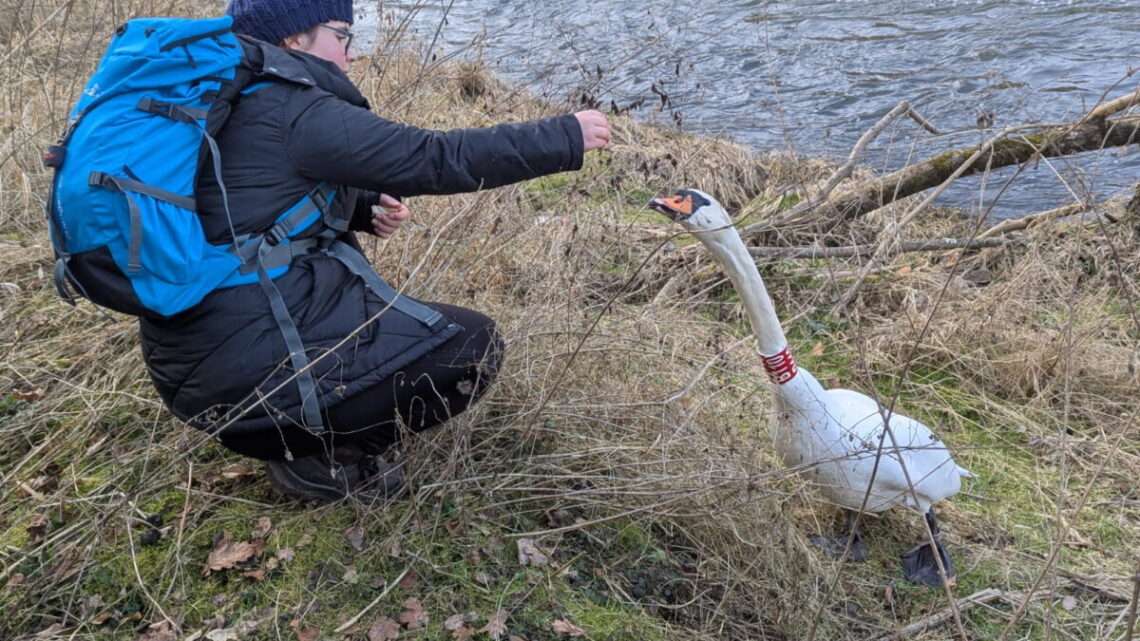 Opeřený trenér se vrací. U vody bude opět živo