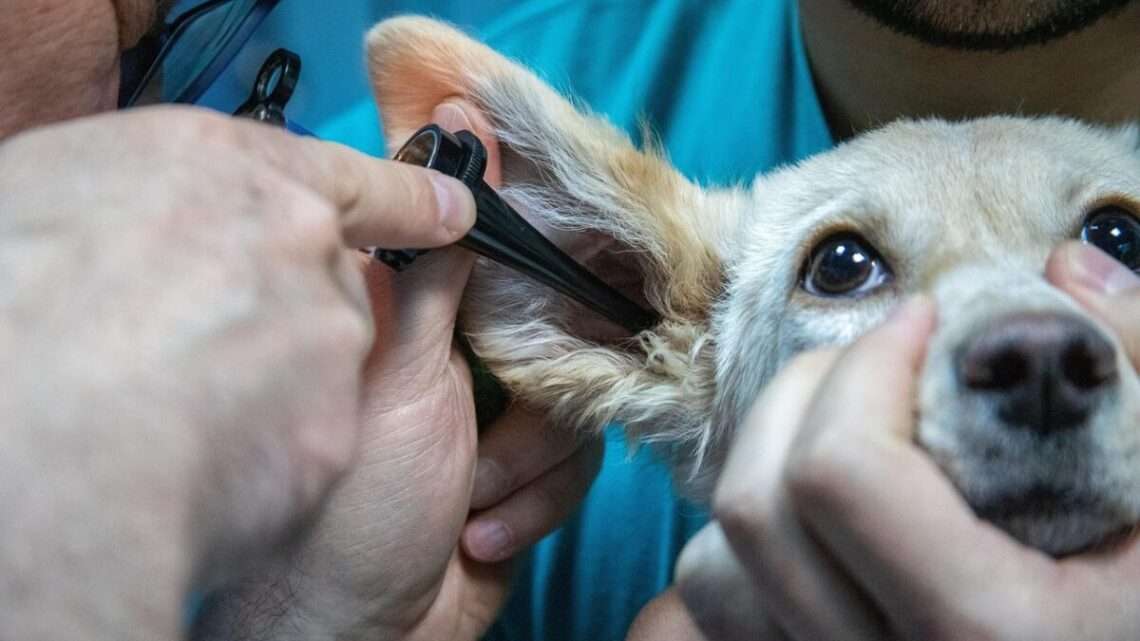 Ani domácí mazlíčci nebudou muset v noci trpět. Kraj zřídí pohotovost i pro ně