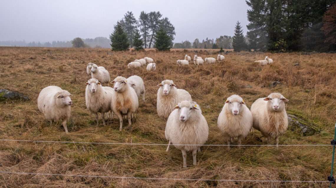 Se slintavkou a kulhavkou bojuje i Národní park Šumava Se slintavkou a kulhavkou bojuje i Národní park Šumava