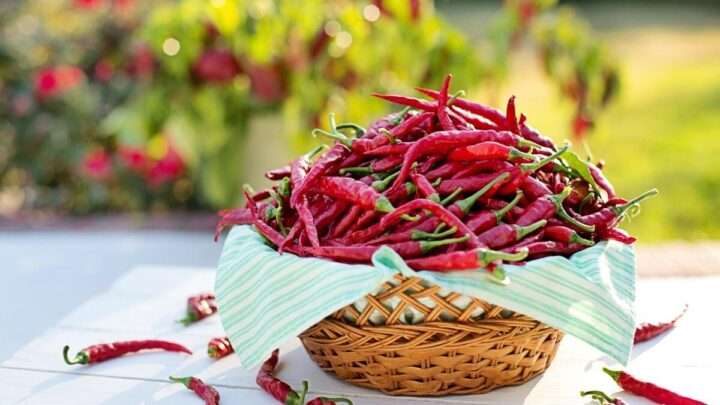 CHILLI Fest rozpálí Plzeň do ruda