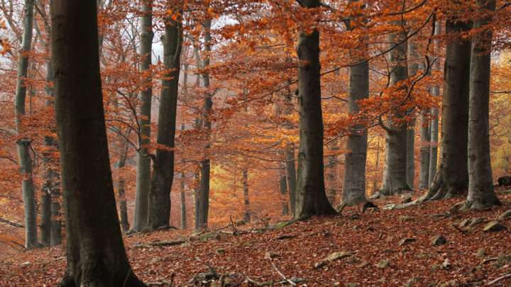 Národní park Křivoklátsko nebude. Sněmovna jeho zřízení už neprojedná